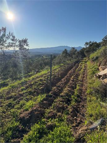 Vigna